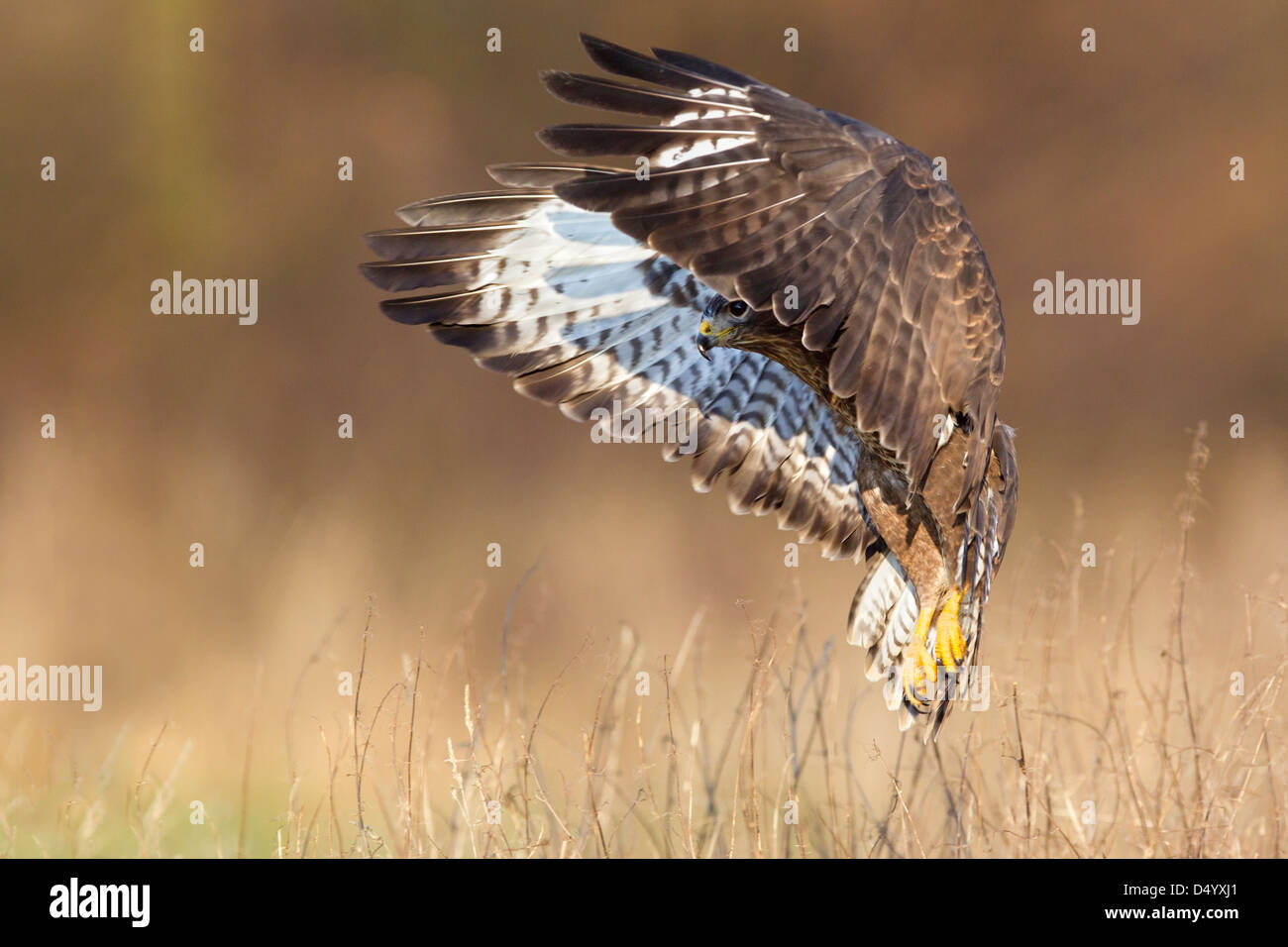 Buse variable Banque D'Images