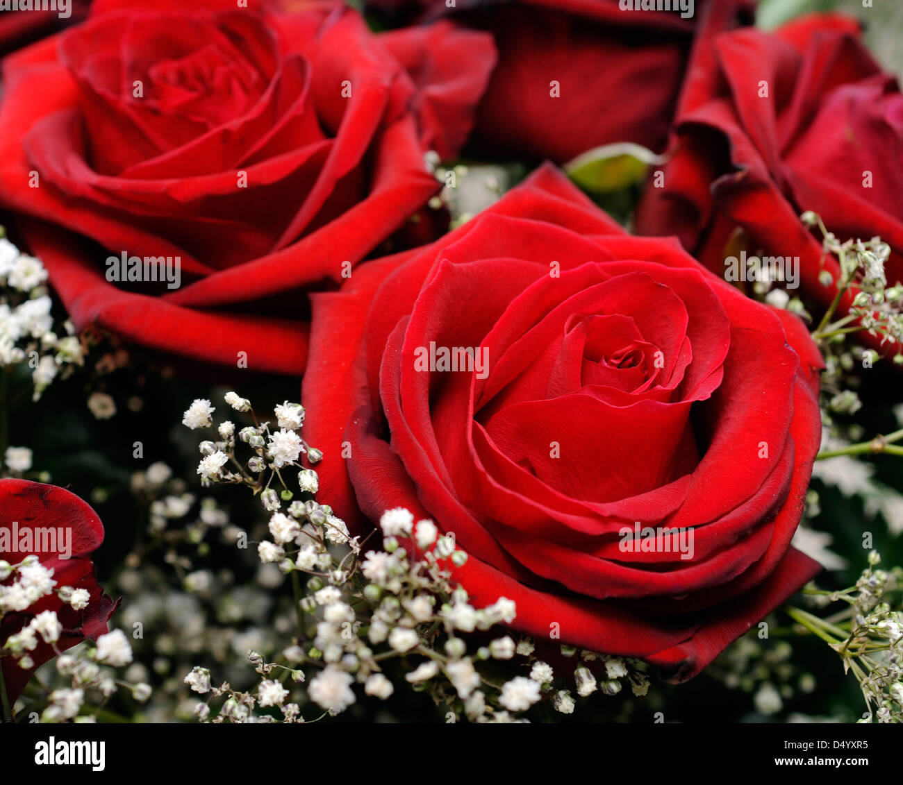 Roses rouge passion. Banque D'Images