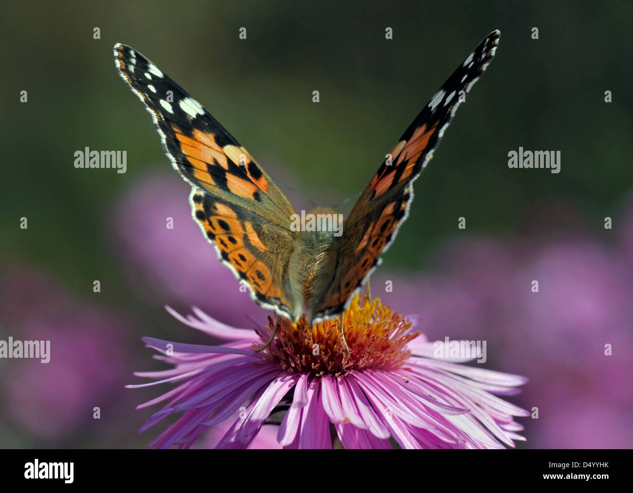 Close up of Painted Lady butterfly sur chrysanthème Banque D'Images