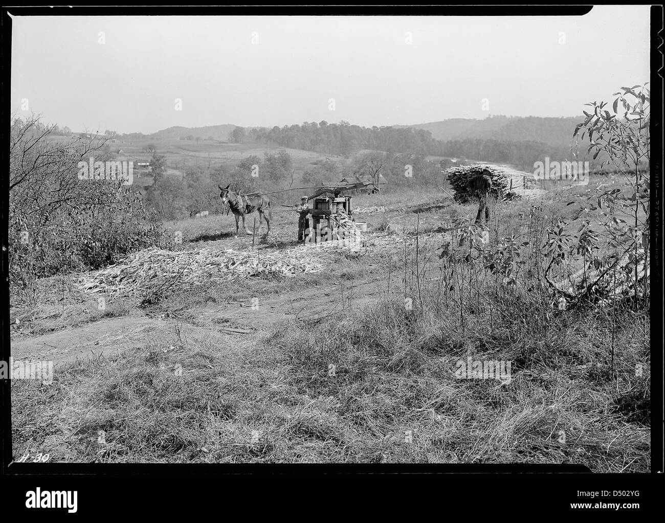 Une photographie de 1933 de sorgho broyé sur la ferme de J.W. Stooksberry dans le comté d'Anderson, Tennessee. Le terrain représenté sera submergé par la création du réservoir Norris Dam, marquant la transformation du paysage. Banque D'Images