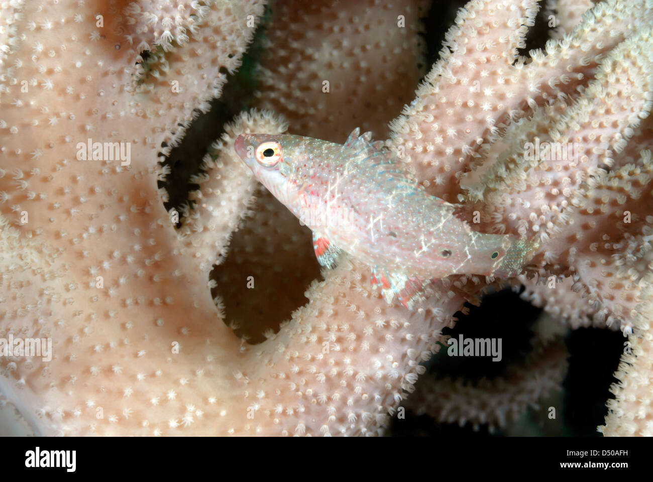 Petits poissons de récif assis sur un disque de corail, la Papouasie-Nouvelle-Guinée, l'Océan Pacifique Banque D'Images