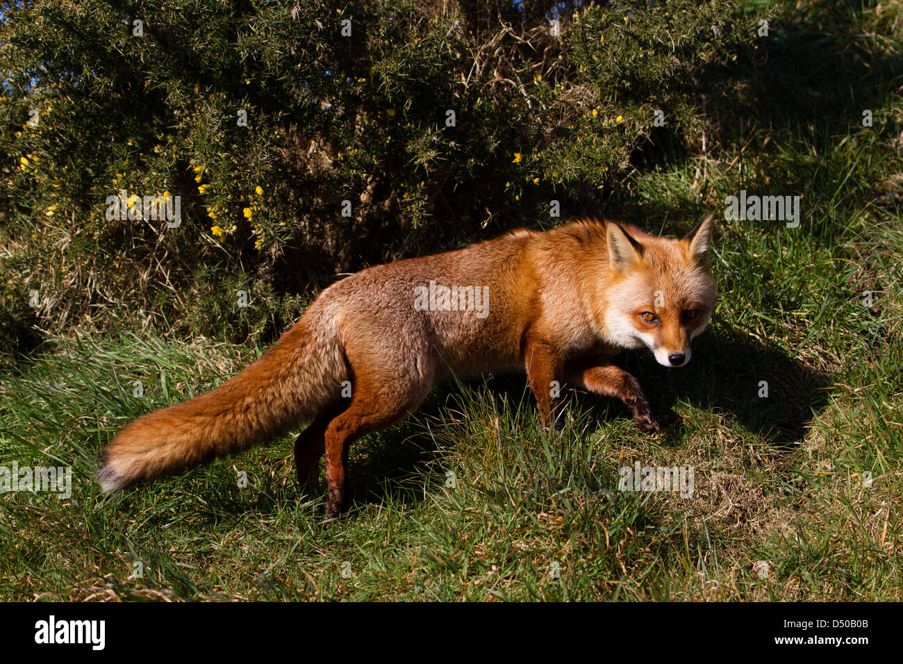 European Red Fox (Vulpes vulpes) Banque D'Images