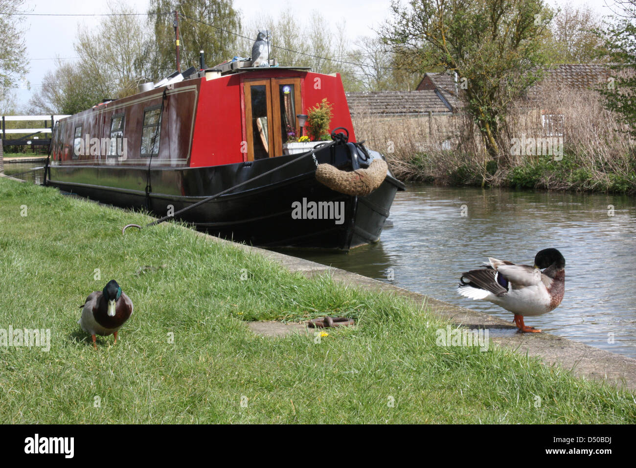 Canal Boat, British landscape, canal, canards, bateau, rouge Banque D'Images