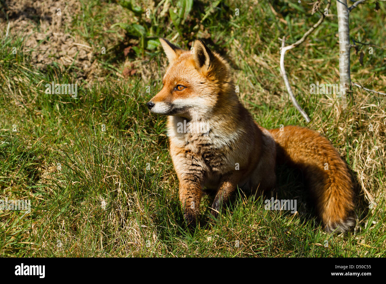 European Red Fox (Vulpes vulpes) Banque D'Images