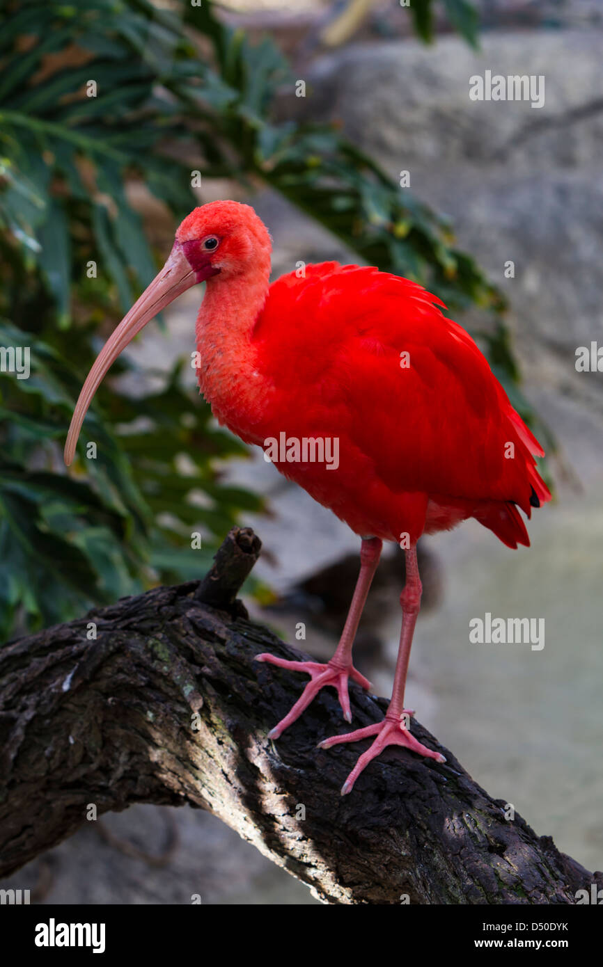 L'Ibis rouge au Zoo de Gladys Porter dans la région de Brownsville, Texas, USA. Banque D'Images