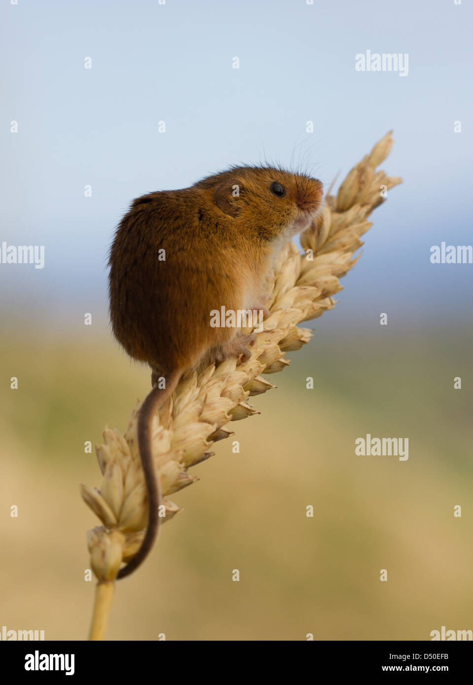 Micromys minutus (souris) sur l'épi de blé Banque D'Images