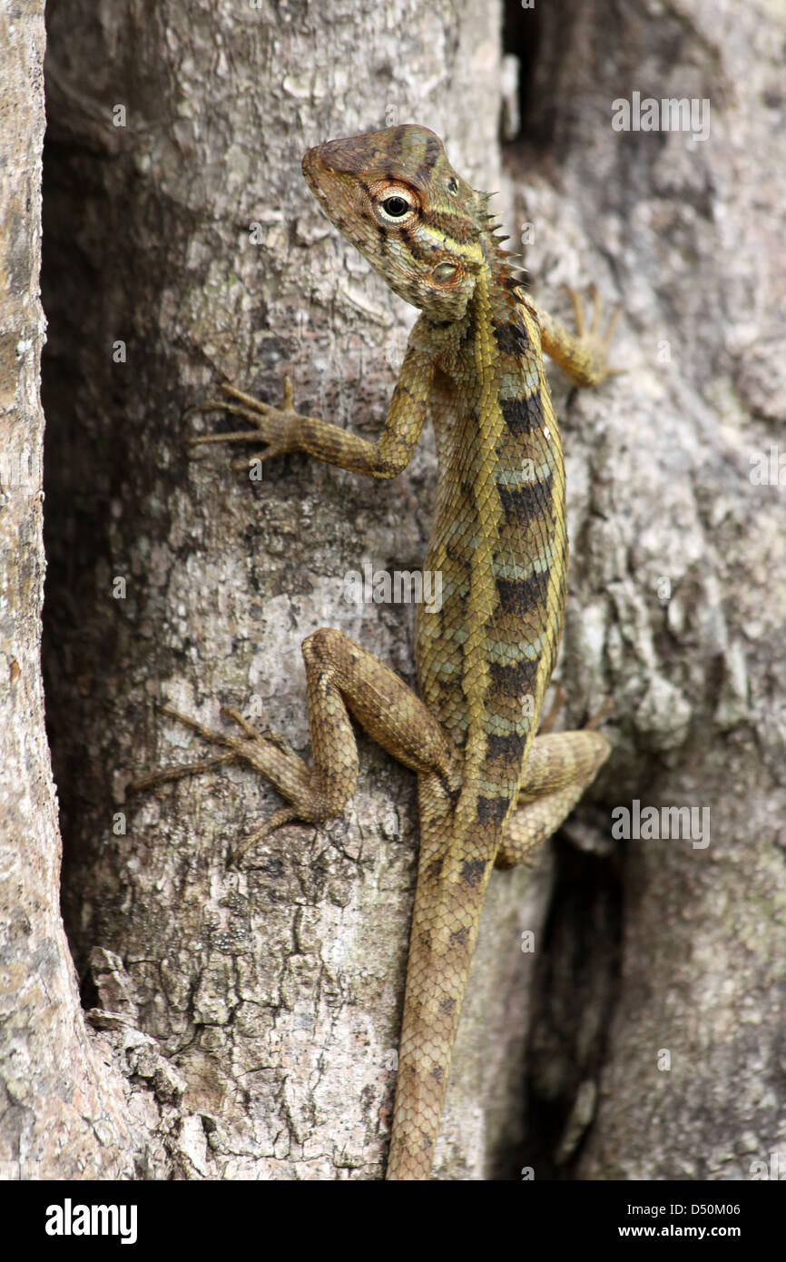 Ventilateur femelle lézard à gorge Sitana ponticeriana Banque D'Images