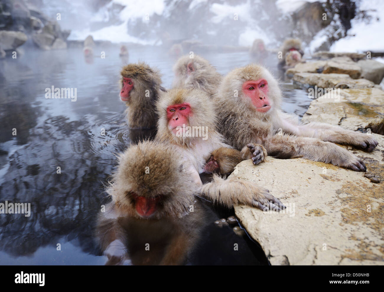Singes neige japonais baignoire de hot springs, à Nagano, au Japon. Banque D'Images