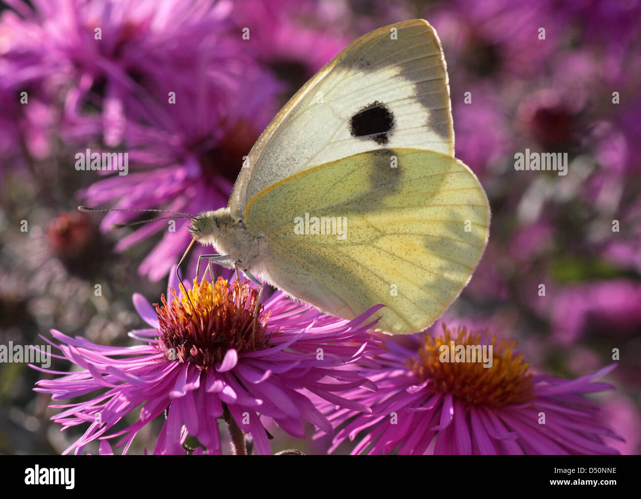 Chou blanc papillon sur la fleur (chrysanthème) Banque D'Images