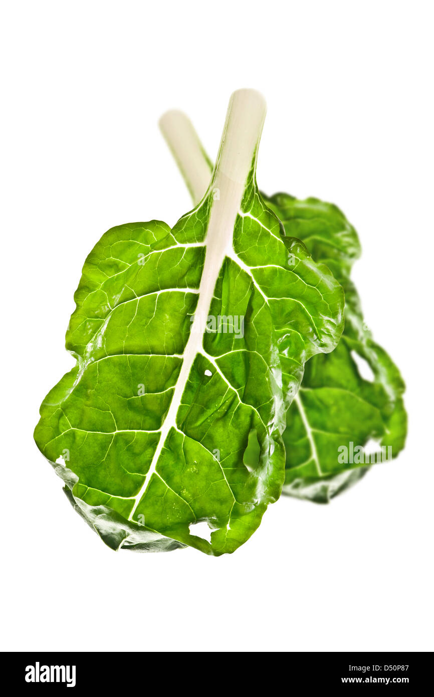 Le bok choy leaf isolated on white Banque D'Images