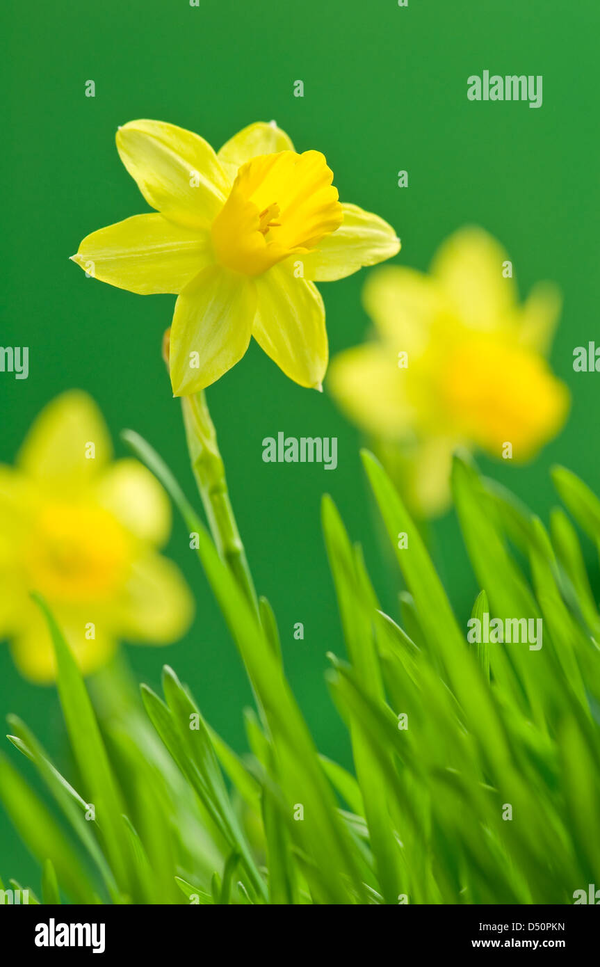 Fleurs de narcisses close up Banque D'Images