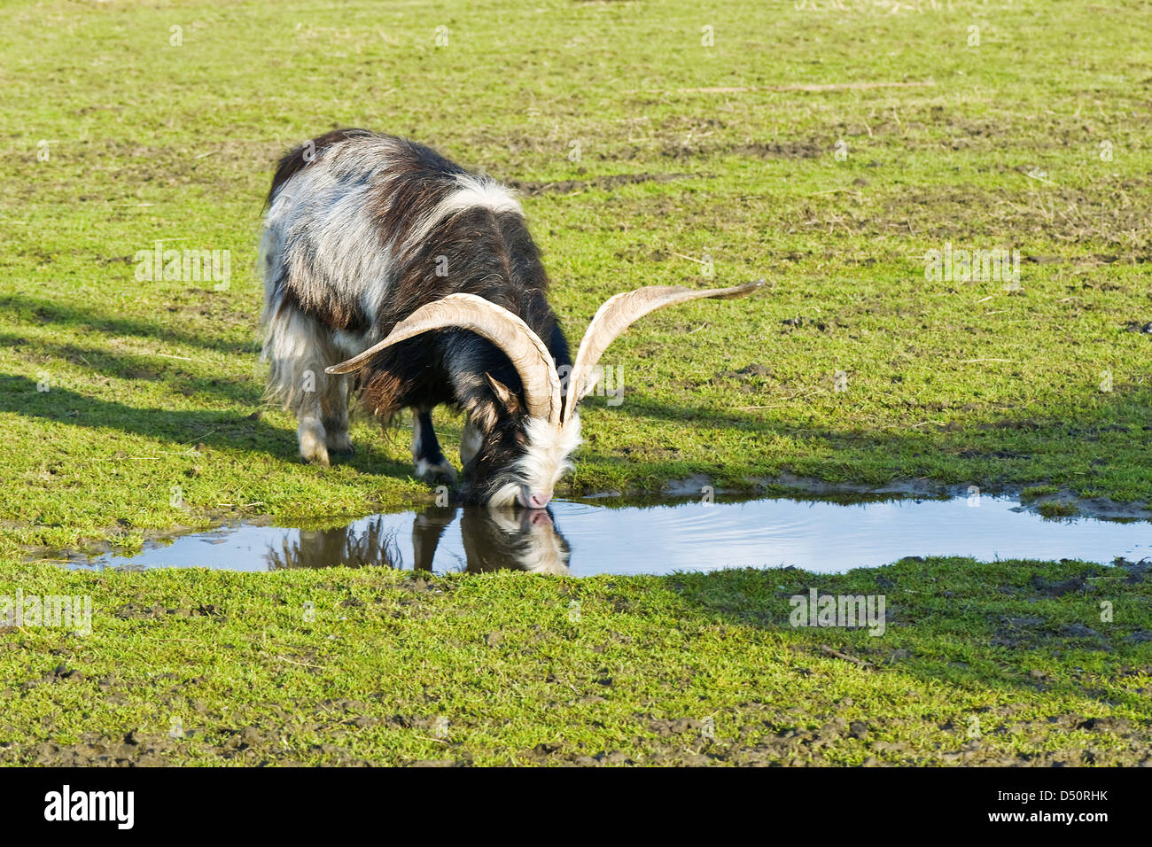 La chèvre de montagne boire de l'eau à partir de la flaque Banque D'Images