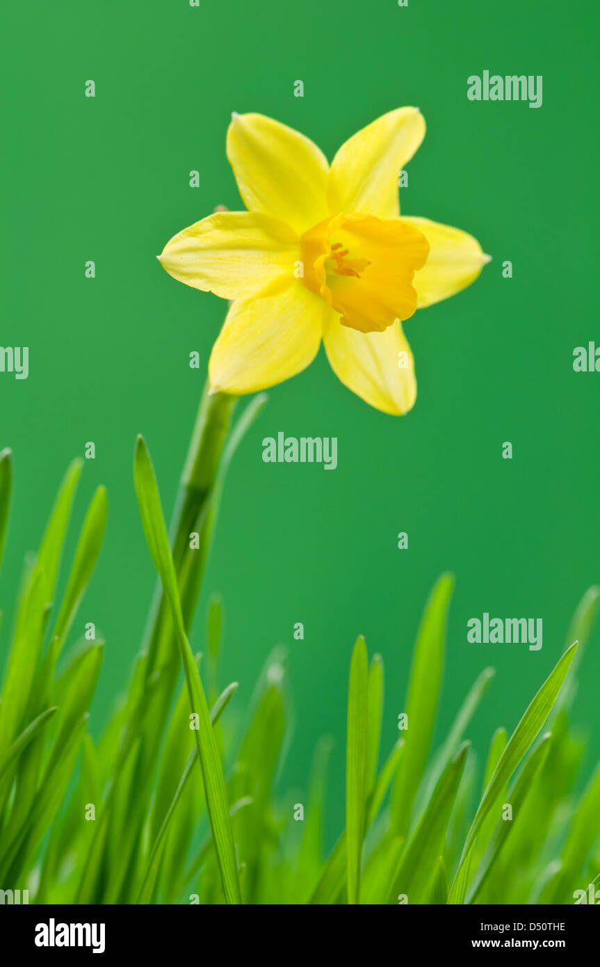 Narcisse jaune sur fond vert Banque D'Images