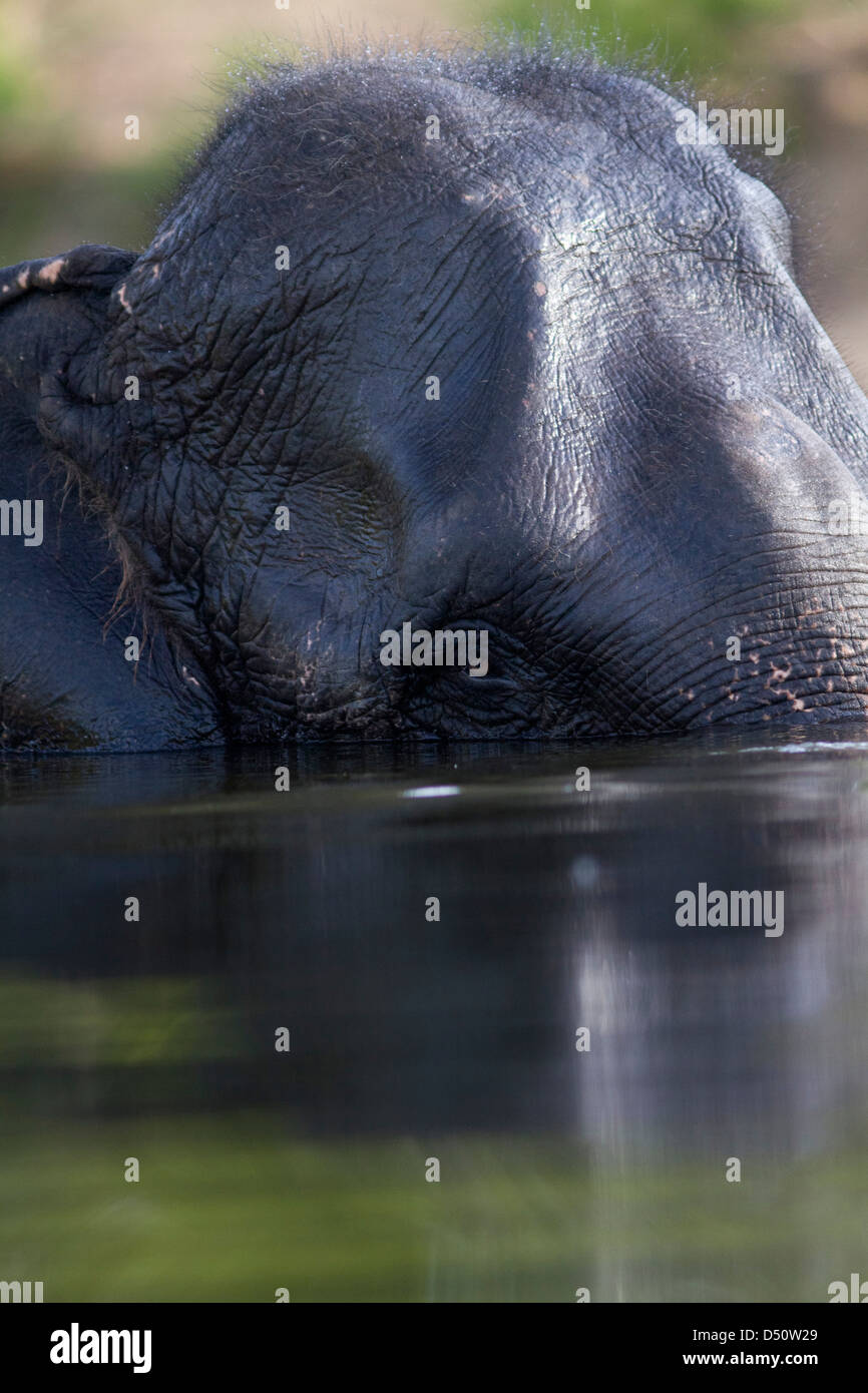 'Tara' son éléphant indien baigne dans un trou d'eau, le Madhya Pradesh, en Inde. Banque D'Images