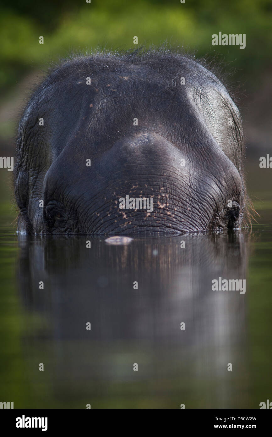 'Tara' son éléphant indien baigne dans un trou d'eau, le Madhya Pradesh, en Inde. Banque D'Images