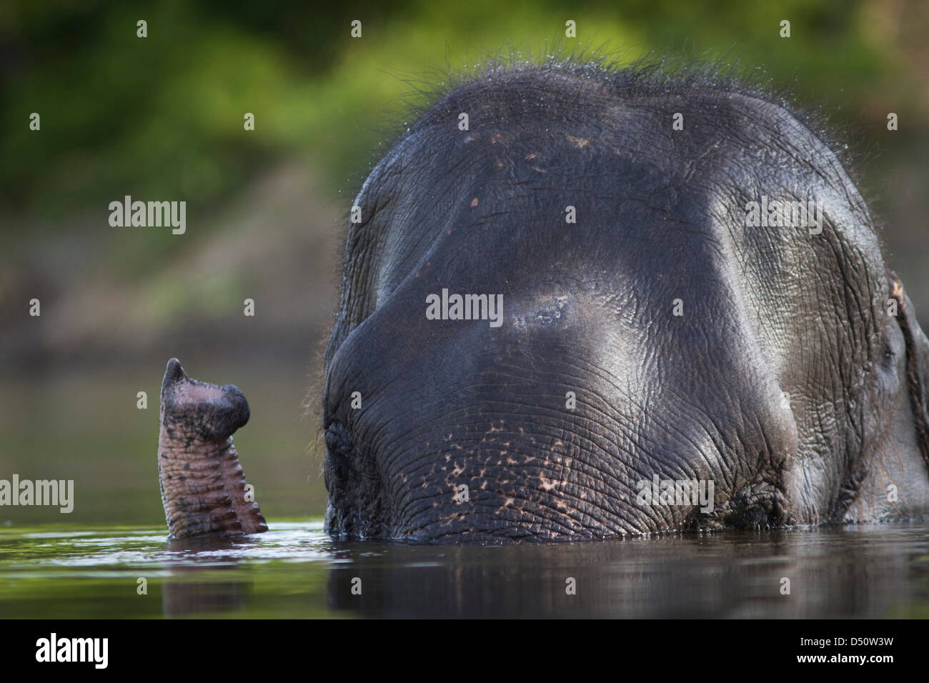 Tara un éléphant indien baigne dans un trou d'eau, le Madhya Pradesh, en Inde. Banque D'Images