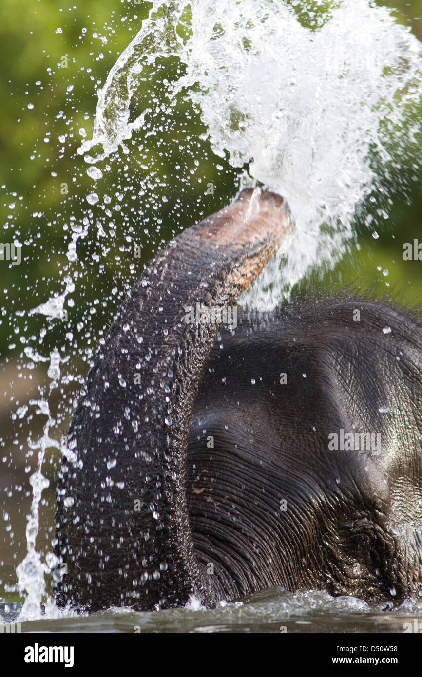 Tara un éléphant indien baignant dans une jungle intérieure dans le Madhya Pradesh, en Inde. Banque D'Images