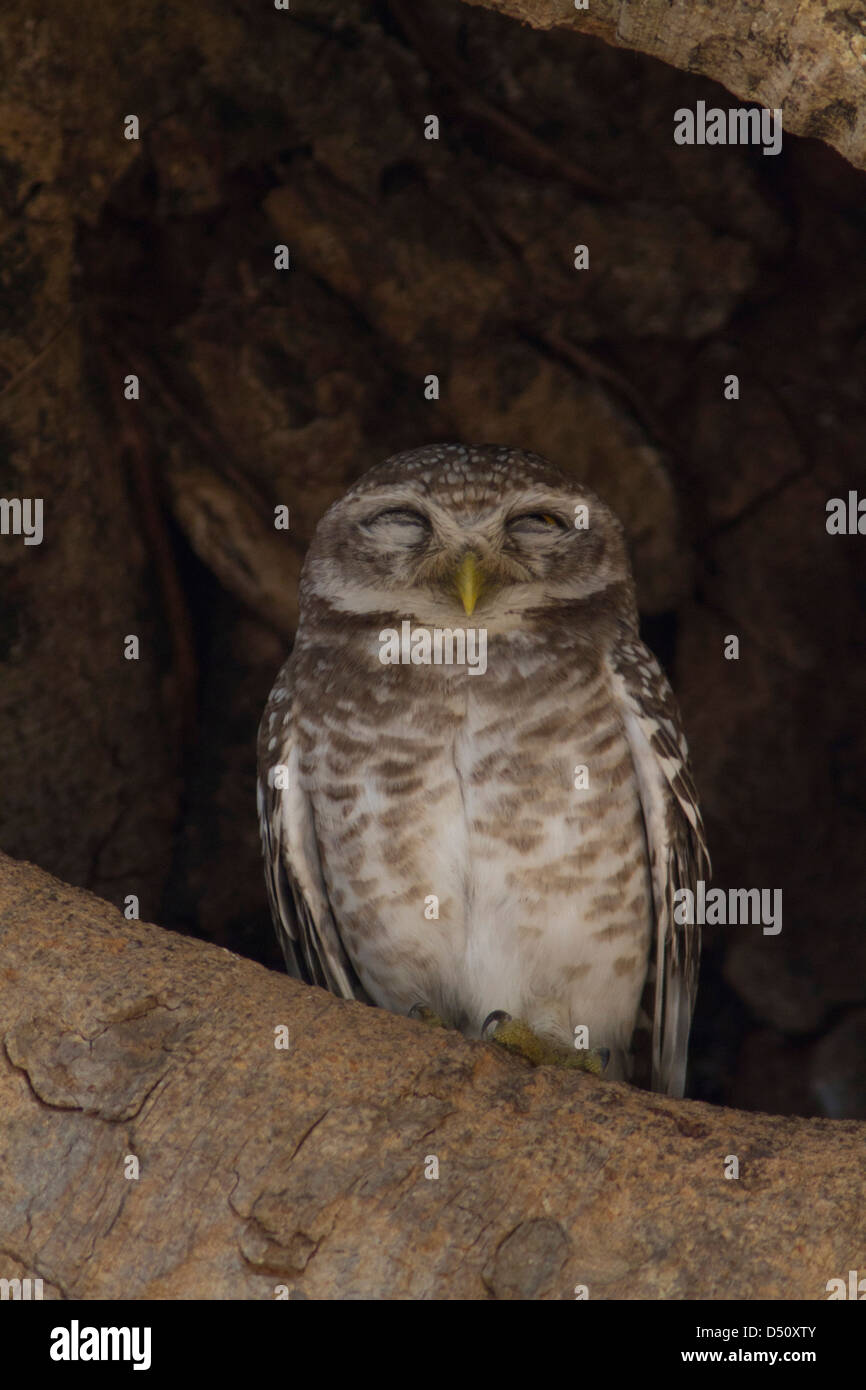 Spotted Owlet, Kanha National Park dans le Madhya Pradesh, en Inde. Banque D'Images