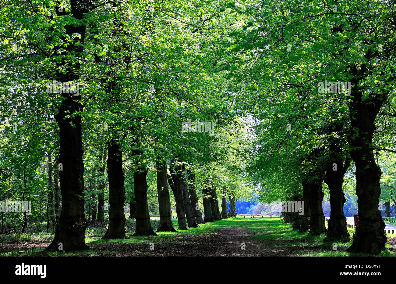 Vert printemps, Tilleul commun Avenue (Tilia x vulgaris), Clumber Park, Nottinghamshire, Angleterre, Grande-Bretagne, Royaume-Uni, Banque D'Images