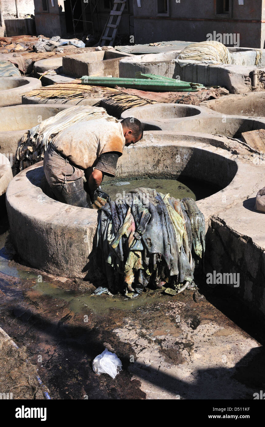 Homme qui tend à la vache se cache tremper dans l'eau dans les cuves des tanneries de Marrakech, Maroc, Afrique du Nord Banque D'Images