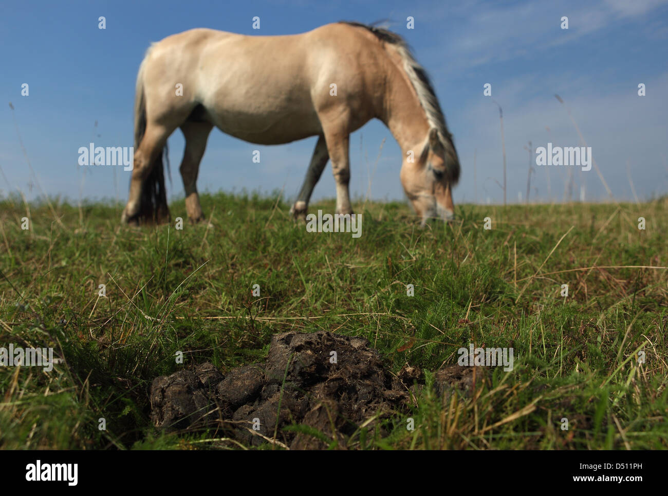 Nouveau Kätwin, Allemagne, Pferdeaepfel sur un pâturage derrière un fjord horse grazing Banque D'Images