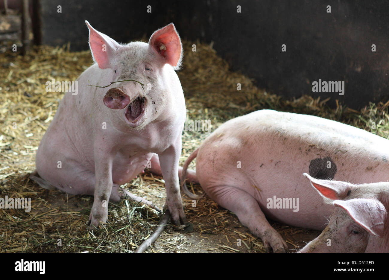 Village resplendissant, l'Allemagne, l'Biofleischproduktion, bâillements chez les porcs domestiques Banque D'Images