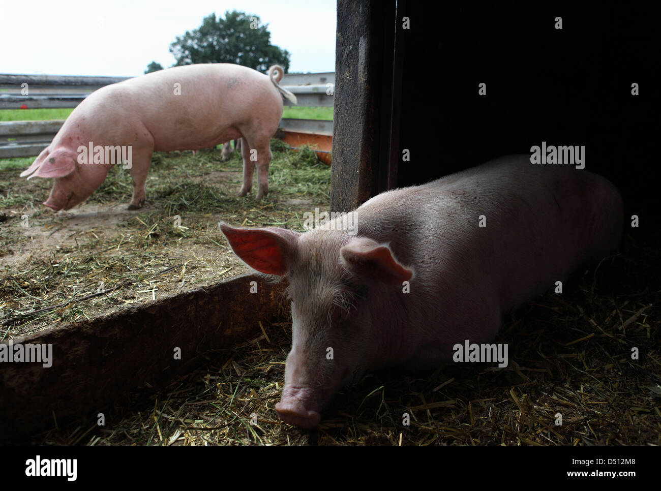 Village resplendissant, l'Allemagne, l'Biofleischproduktion, les porcs domestiques est dans la grange Banque D'Images