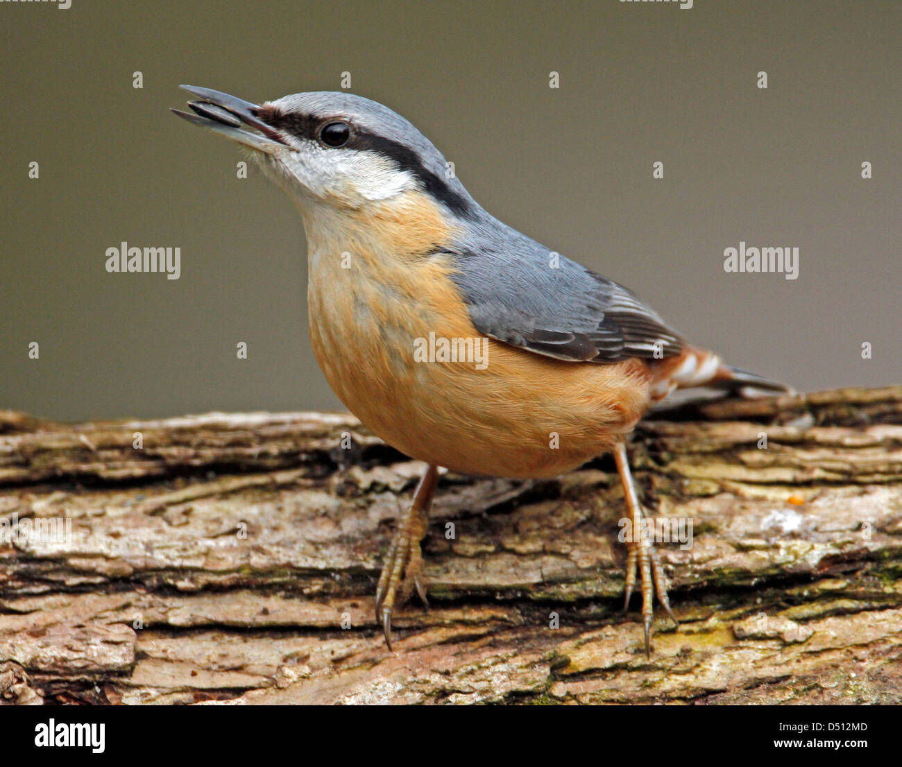 Blanche (Sitta europaea) Banque D'Images