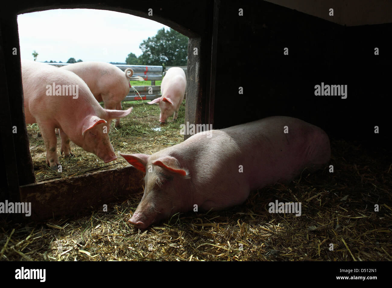 Village resplendissant, l'Allemagne, l'Biofleischproduktion, les porcs domestiques est dans la grange Banque D'Images