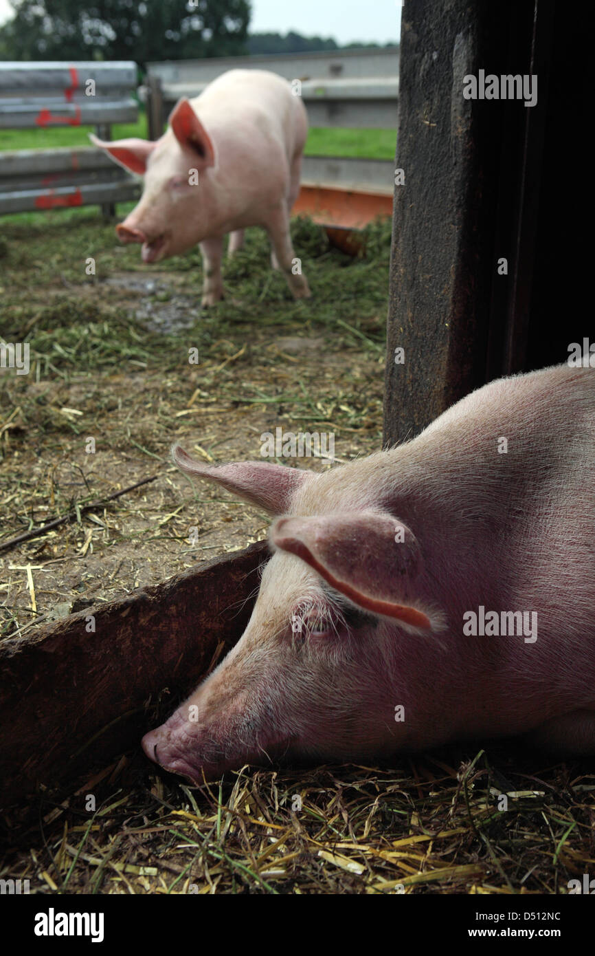 Village resplendissant, l'Allemagne, l'Biofleischproduktion, les porcs domestiques est apathique dans l'étable Banque D'Images