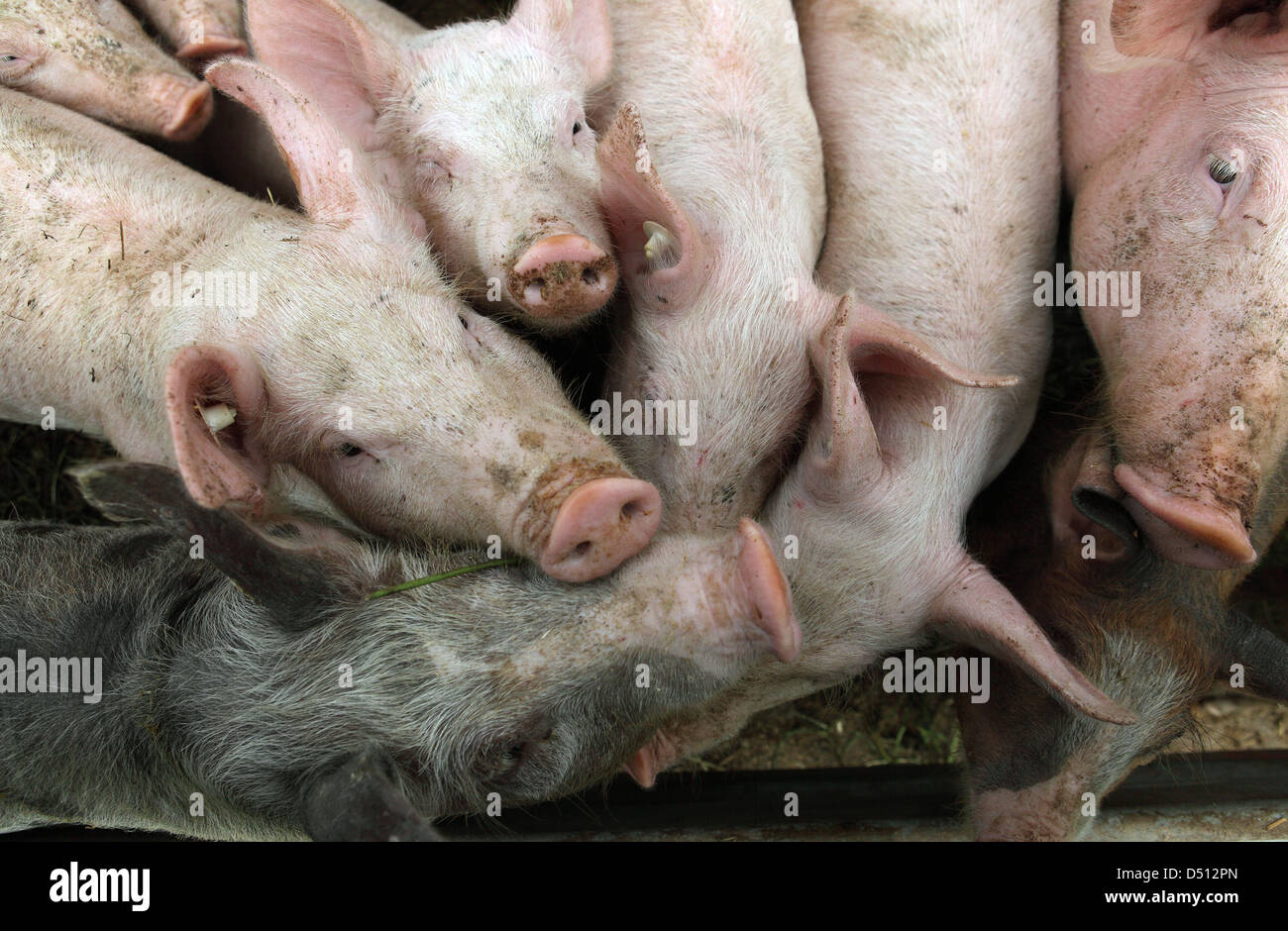 Village resplendissant, l'Allemagne, l'Biofleischproduktion, les porcs sont poussés les uns à côté des autres Banque D'Images