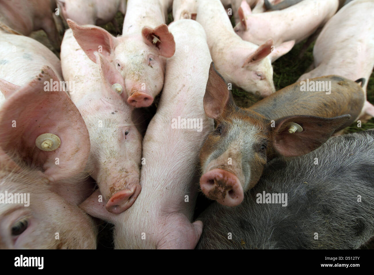 Village resplendissant, l'Allemagne, l'Biofleischproduktion, les porcs sont poussés les uns à côté des autres Banque D'Images