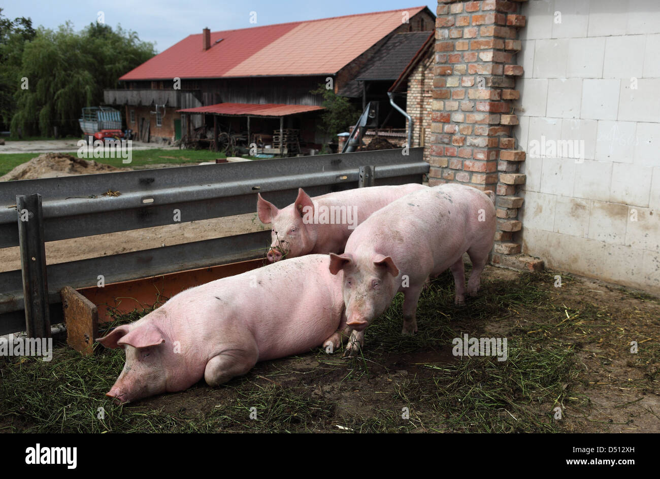 Village resplendissant, l'Allemagne, l'Biofleischproduktion, cochons dans un enclos devant la grange Banque D'Images