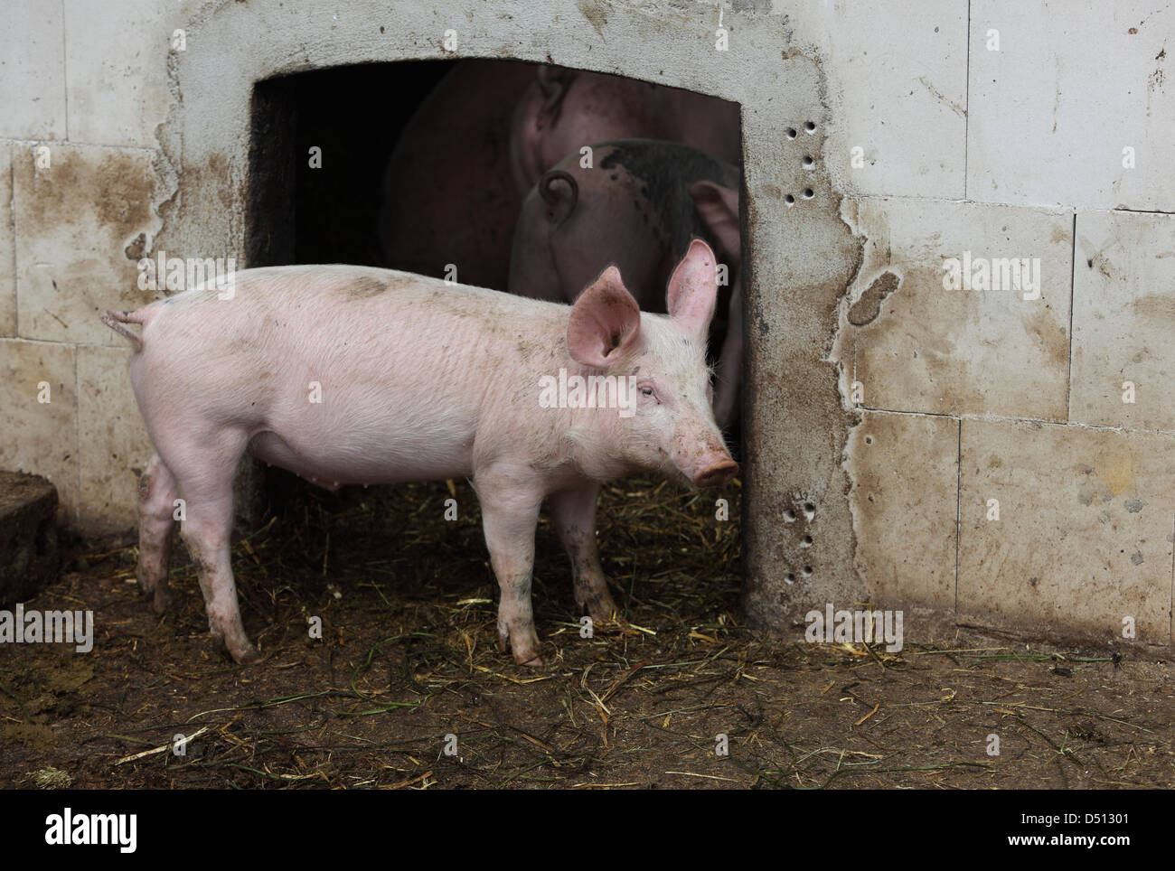 Village resplendissant, l'Allemagne, l'Biofleischproduktion, les porcs domestiques se situe à l'entrée de sa grange Banque D'Images
