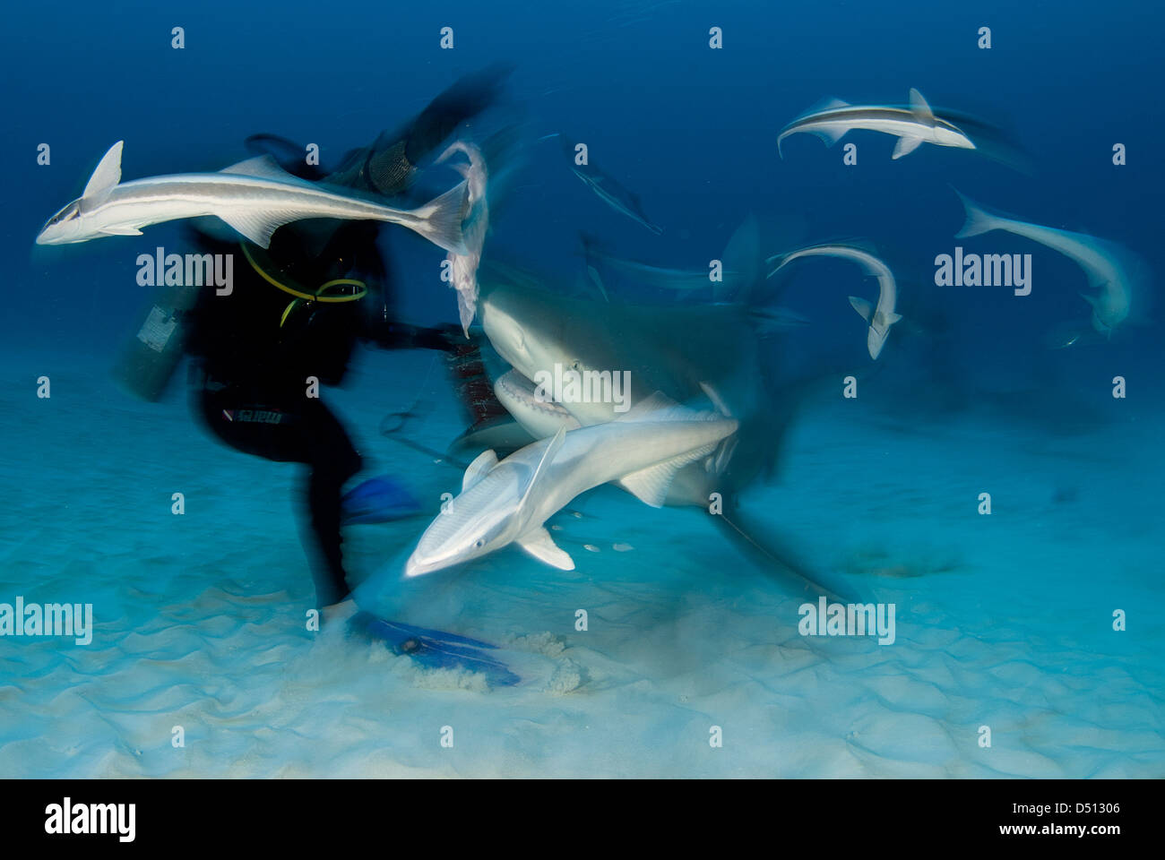 Requins taureaux Banque de photographies et d’images à haute résolution ...