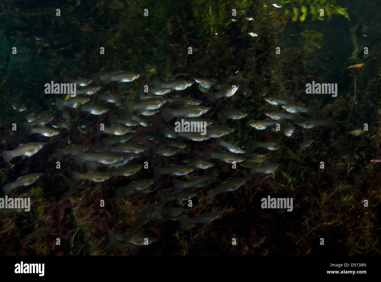 Groupe de poissons molly parmi les nénuphars en cenote carwash, péninsule du Yucatan Mexique Banque D'Images