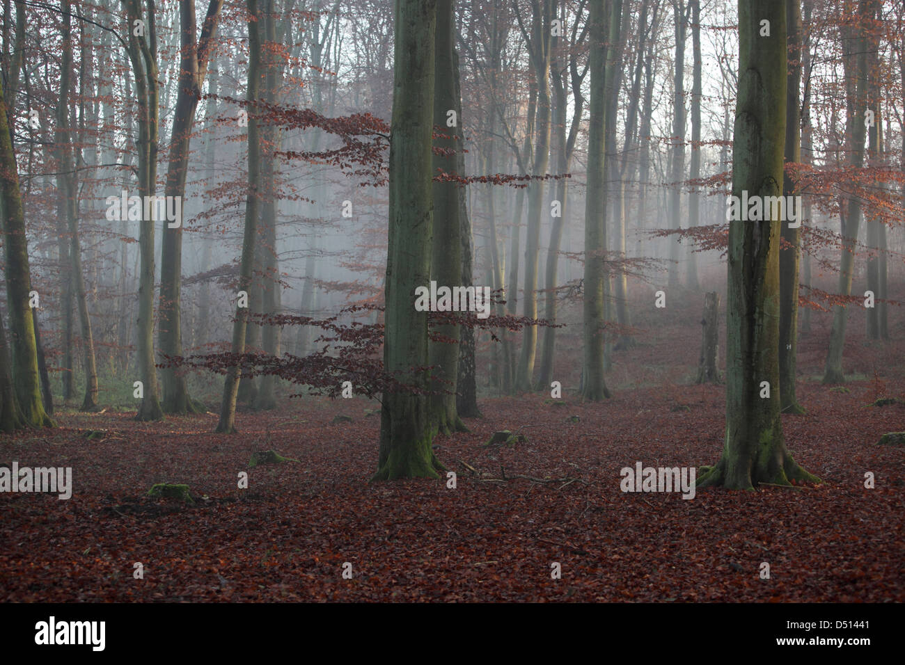 Nouveau Kätwin, Allemagne, le brouillard dans la forêt Banque D'Images