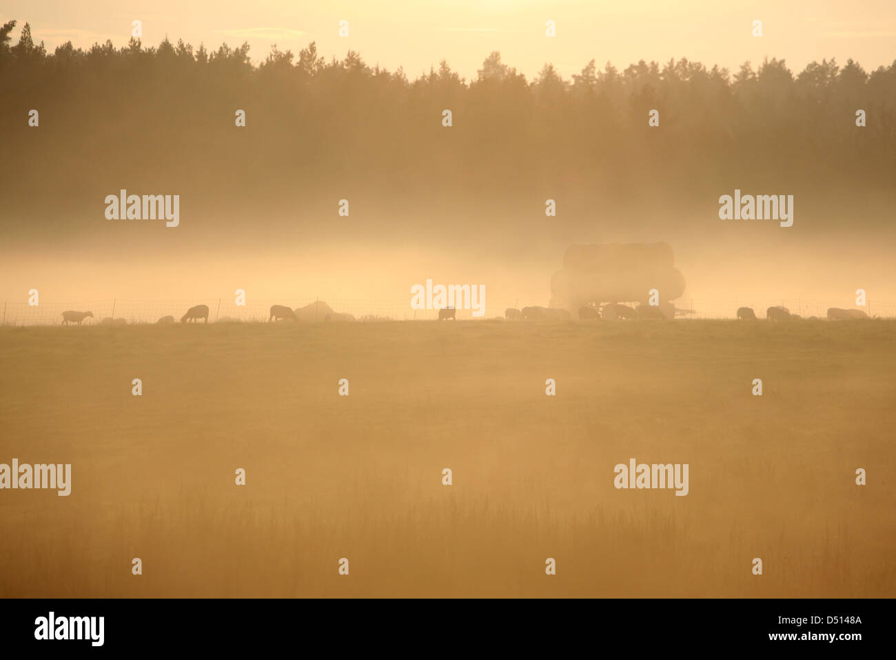 Nouveau Kätwin, Allemagne, de moutons dans un pâturage au coucher du soleil dans le brouillard Banque D'Images
