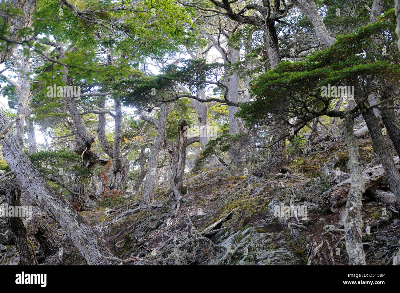 Guindo, ancien hêtre Sud Evergreen (Nothofagus betuloides) arbres, la Costera Trail dans le Parc National Tierra del Fuego Banque D'Images