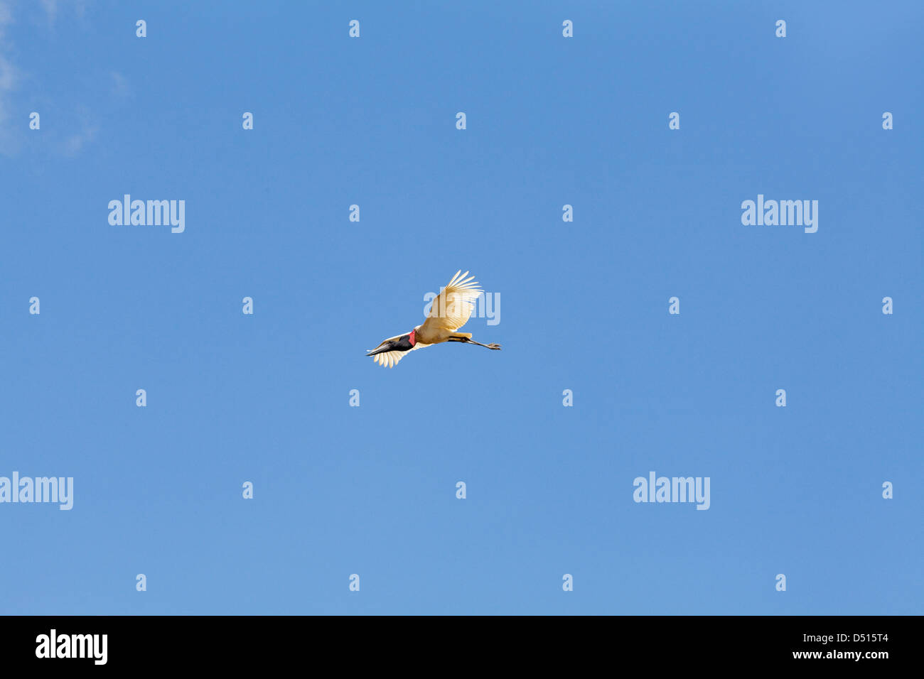 Cigogne Jabiru mycteria Jabiru. L'avion. Guyana en Amérique du Sud. Banque D'Images