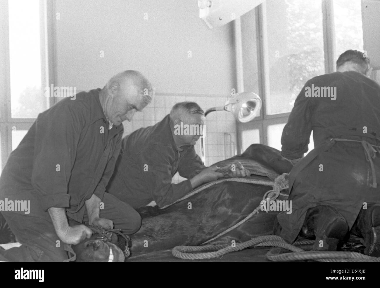 Hoppegarten, DDR, hommes garder un cheval à une opération fixe Banque D'Images