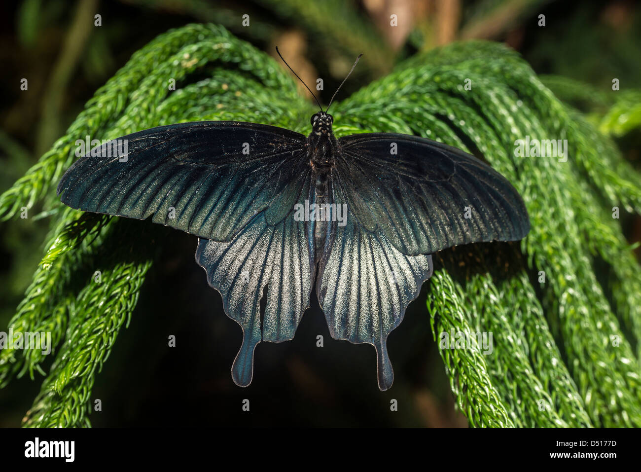 Le Grand Mormon Papilio memnon) est un grand papillon qui appartient à la famille d'hirondelle et se trouve dans le sud de l'Asie Banque D'Images