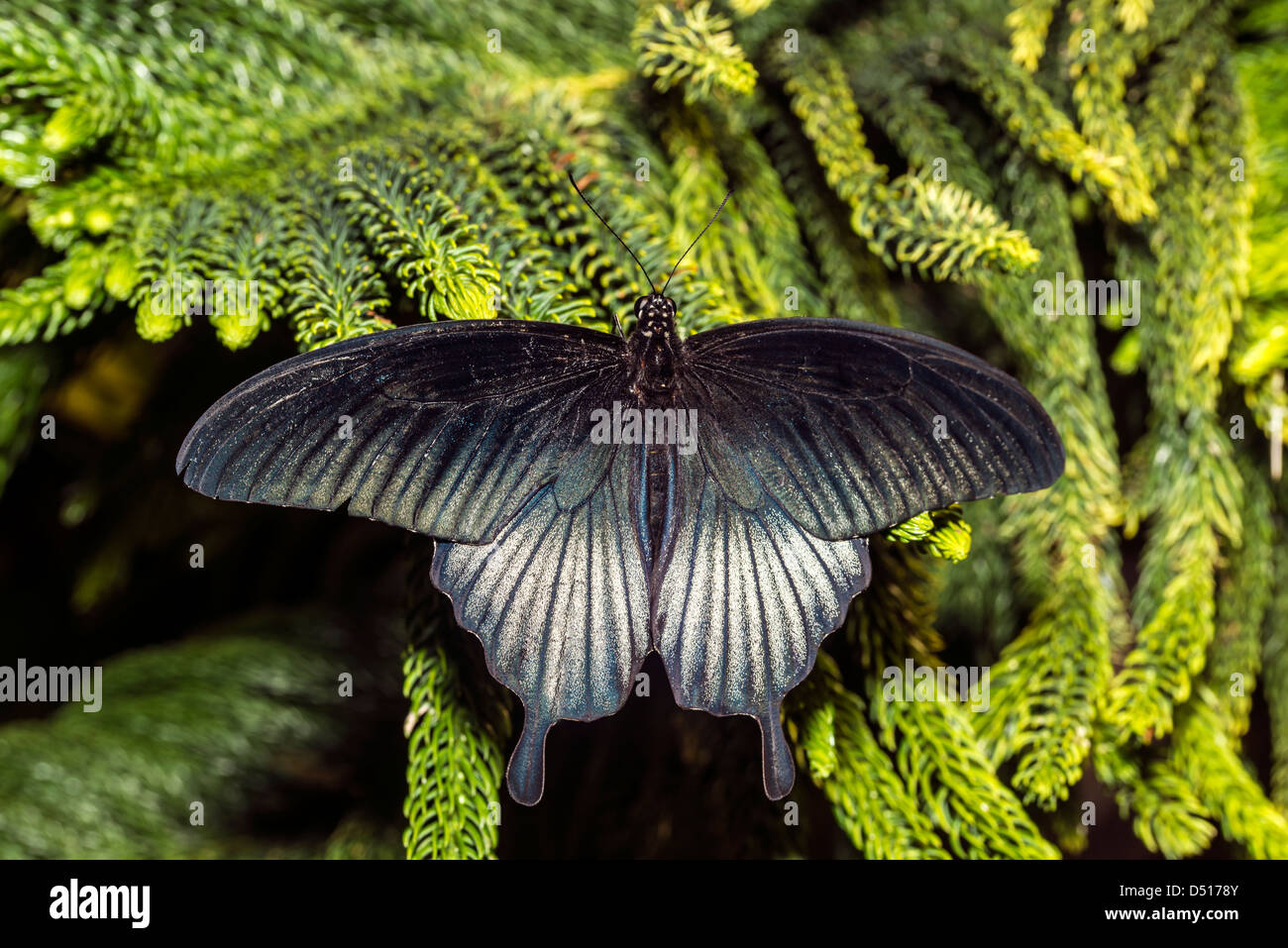 Le Grand Mormon Papilio memnon) est un grand papillon qui appartient à la famille d'hirondelle et se trouve dans le sud de l'Asie Banque D'Images