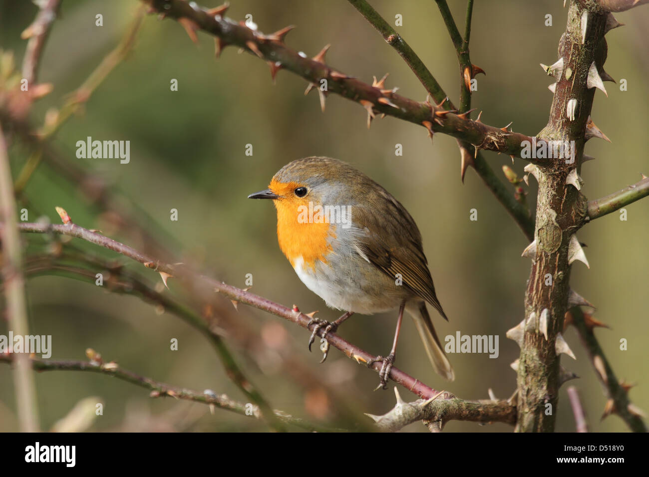 Robin oiseau dans les branches d'arbres close up et détaillée Banque D'Images