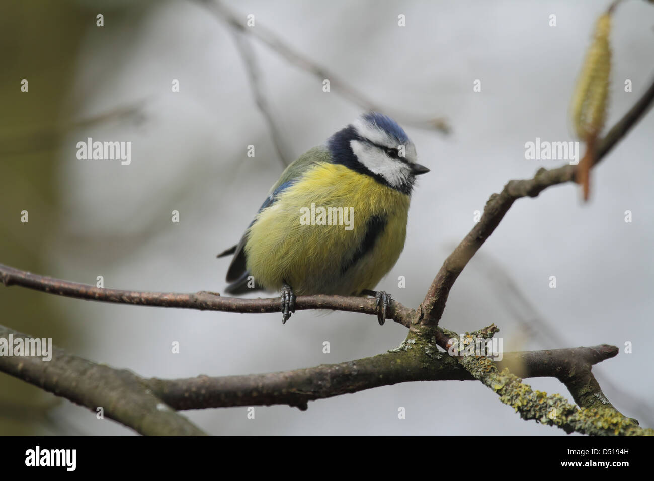 Great Tit Parus major oiseau perché dans l'arbre Banque D'Images