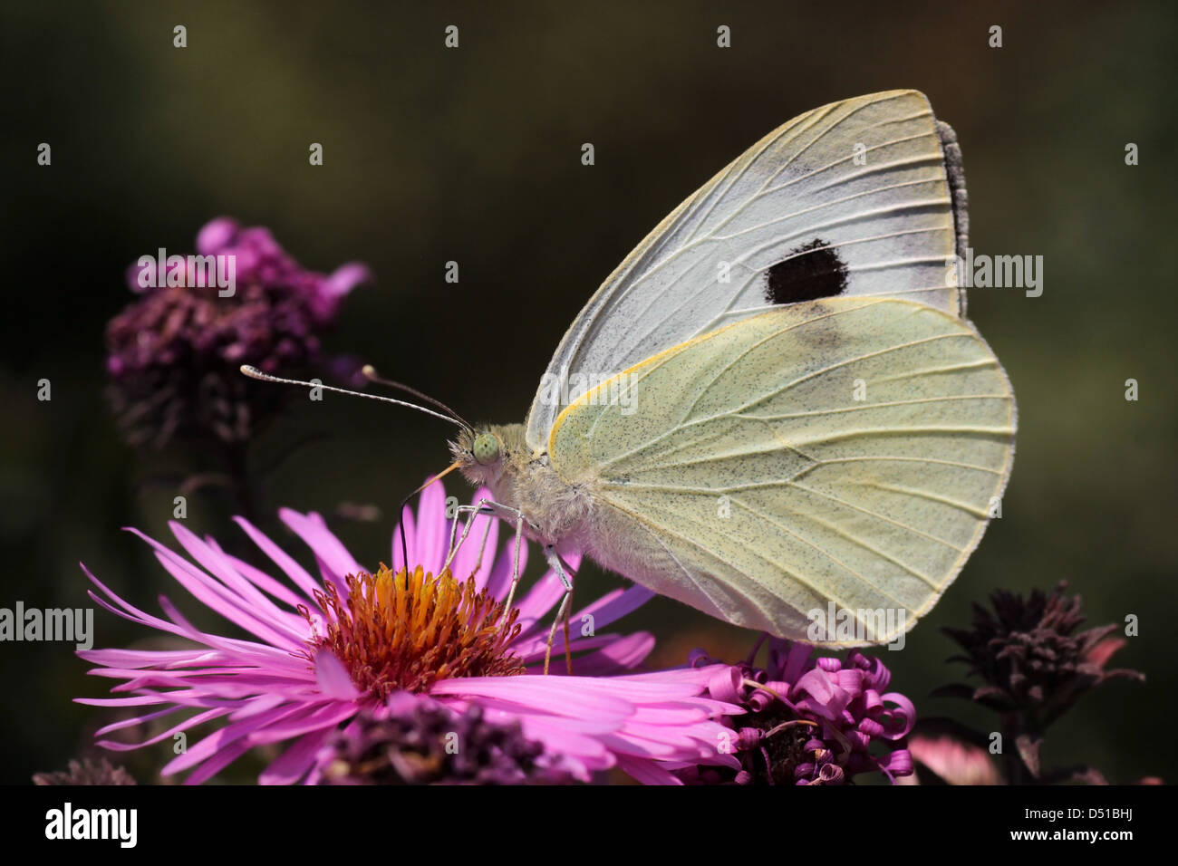 Chou blanc butterfly sitting on flower Banque D'Images
