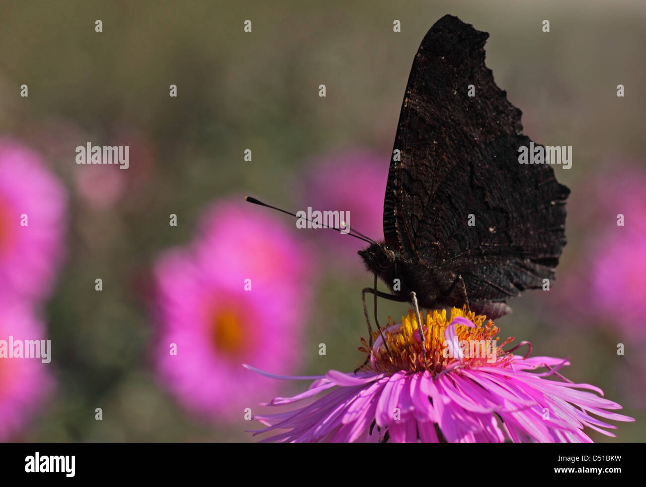 European Peacock butterfly on flower (chrysanthemum) Banque D'Images