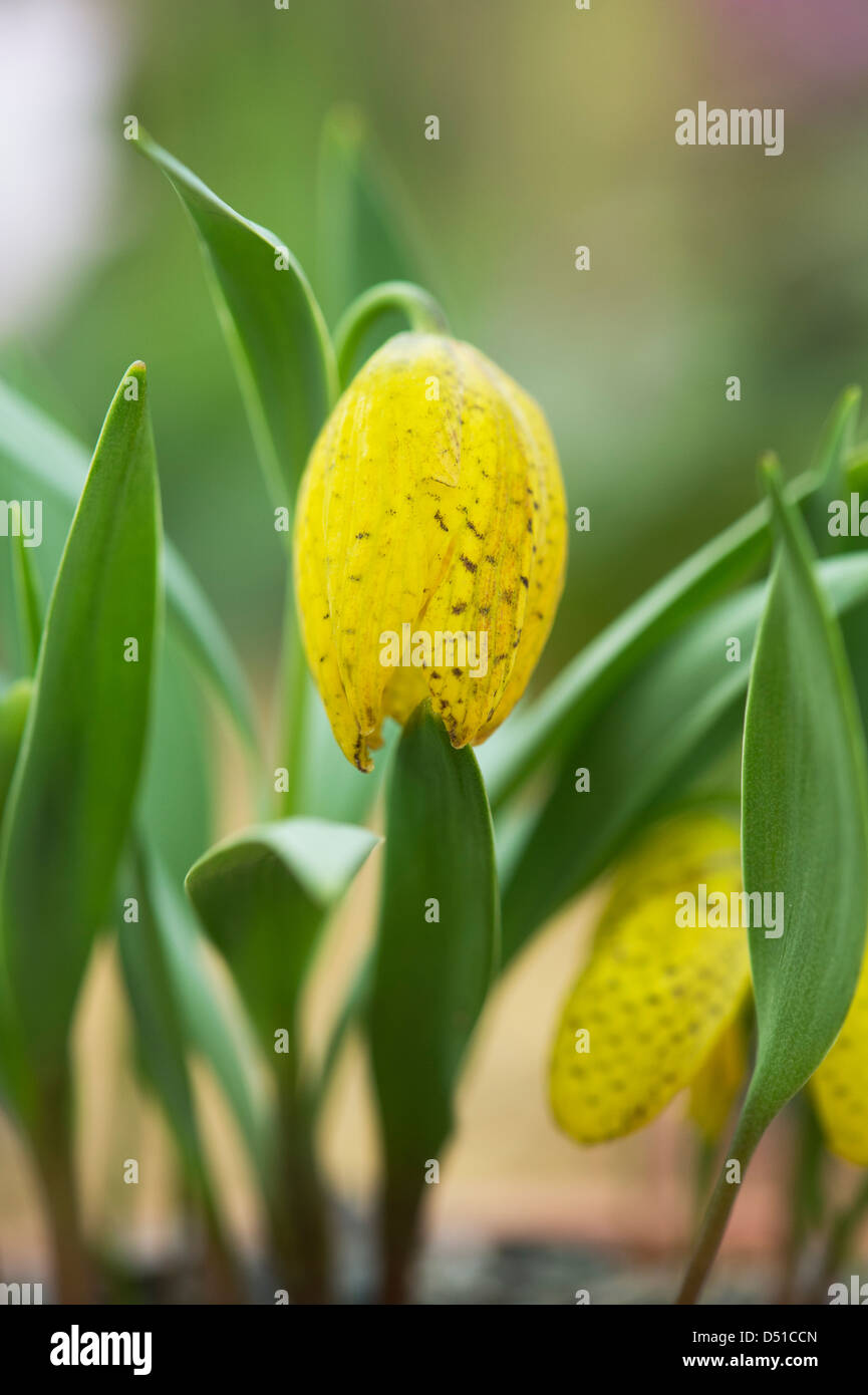 Fritillaria Bithynica. Fritillary flower Banque D'Images