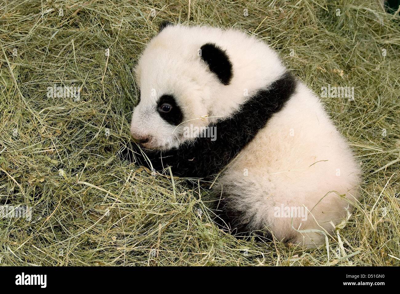 Fu Panda cub 'Hu' sur la photo lors de son baptême au zoo de Schönbrunn à Vienne, Autriche, 13 décembre 2010. Le 112-jours-vieux panda couché à travers son baptême. Photo : Daniel Zupanc Banque D'Images