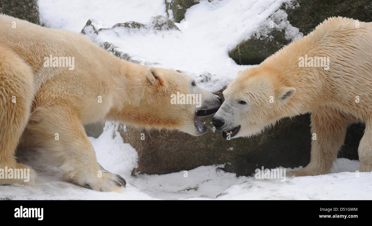 L'ours polaire Knut et sa mère Tosca (R) travail sur la compréhension de la  famille au zoo de Berlin, Allemagne, 14 décembre 2010. Photo : Rainer Jensen  Photo Stock - Alamy